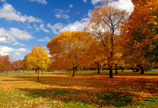 небо, деревья, Природа, листва, осень, парк
