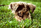 щенок, Собака, трава, взгляд