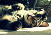 лежит, отдых, солнце, Кот, кошка, свет
