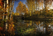 деревья, осень, мост, Лес, речка, вода, жёлтая, листва