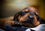 сон, морда, спит, пес, Собака, щенок