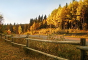забор, лес, дорога, Осень
