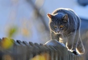 забор, животные, Кот, кот идет