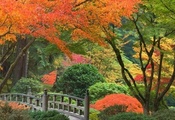 парк, кусты, деревья, Япония, осень, мостик