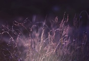 цвет, фото, трава, Макро, фиолетовый, природа, растения