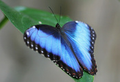 бабочка, зеленый, Голубая, листочек