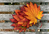 Макро, доски, осень, листва