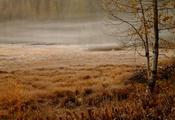 Туманное утро, берёзка, травы, лес, ели, осень, дымка