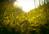 трава, поле, травичка, свежесть, травка, Макро, зелень