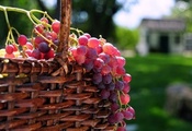 ягоды, Виноград, солнце, корзина