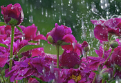 цветок, поляна, стебель, цветы, macro, Макро, дождь, капли