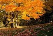 покров, листва, осень впереди, Деревья, autumn colors