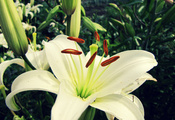 цветок, лилия, Макро, белая
