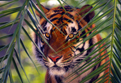 Bengal tiger, животные, тигр, ветка