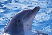 Дельфин, вода, друг
