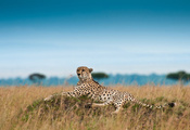 охотничий леопард, acinonyx jubatus, отдых, Гепард