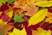 листья, времена года, опавшие, Природа, осень
