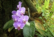 beautiful nature wallpapers, Orchid, forest, flowers, american orchid socie ...