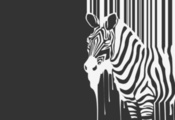 Зебра, animal, зверь, полоски, zebra, чб, течет