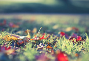 осень, трава, листва, Макро
