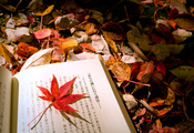 книга, осень, листва, Макро, лист, микс, японский