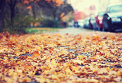 Листья, обочина, автомобили, осень