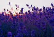 sunset, Лаванда, lavender, закат