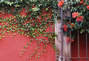 растение, лианы, Стена, цветы