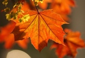 листья, Макро, клен, осень