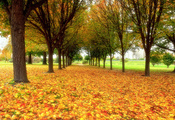 парк, осень, листва, Природа