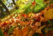 Природа, осень, деревья, трава, листья