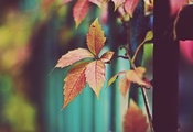 Листья, сухие листья, оранжевые листья, осень