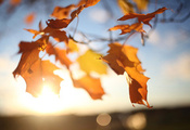 дерево, клен, Листья, осень, небо, солнце, свет, ветки