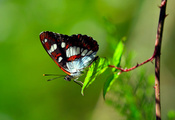 ветка, Бабочка, листва