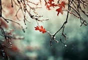 листья, Природа, снег, осень, ветки, ветви