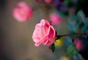 размытость, Роза, розовая, бутон, цветок, лепестки