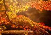 осень, Дерево, солнце, фон, блики, ветвь, листья