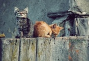Кошки, котята, обои, wallpapers, забор, котэ Кошки, котята, обои, wallpapers, забор, котэ