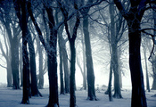 деревья, снег, зима, иний, Природа