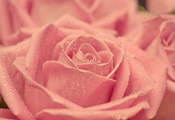 красота, капли, бутон, лепестки, Роза, розовая