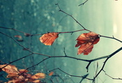 листья, макро, ветки, осень, Природа