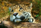 Леопард, leopard, лежит, взгляд
