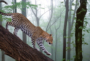 лес, фотошоп, Leopard, ветка