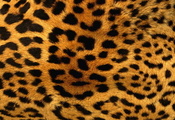 пятна, оранжевый, шкура, Леопард
