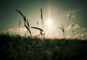 трава, облака, небо, фокус, солнце, природа, Макро, свет