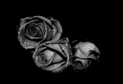 Розы, капли, серый, белый, черный