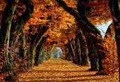 деревья, листья, Осень