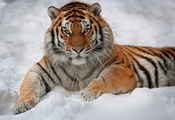 Тигр, лежит, интерес, снег, взгляд, смотрит, полосатый
