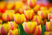 Цветы, tulips, тюльпаны, макро, желтые, flowers, yellow, macro