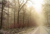 следы, деревья, Зима, снег, иней, дорога, лес